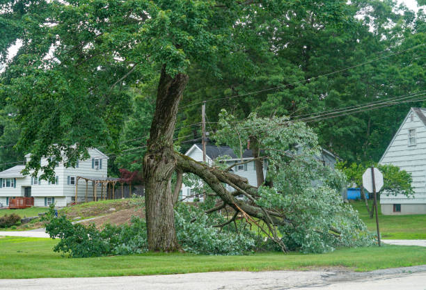 Best Large Tree Removal  in Chama, NM